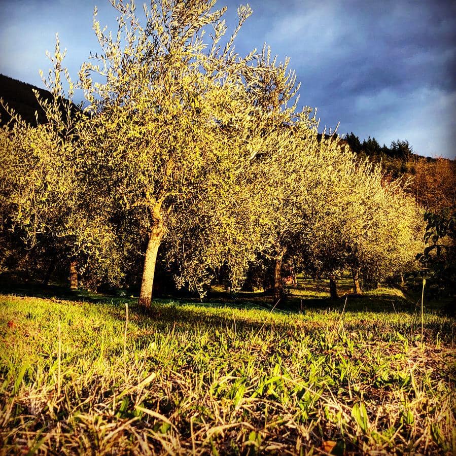 Bagnone: “Il Battesimo” dell’Azienda agricola di Caterina Sarti Bagnone: “Il Battesimo” dell’Azienda agricola di Caterina Sarti