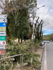 La recente potatura degli alberi presso i giardinetti di San Pietro