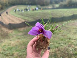 Un fiore raccolto dai ragazzi dell'agrario, da cui estrae lo zafferano