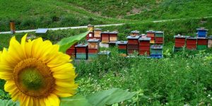 Il sentiero delle api tra i fiori