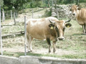 Un'esemplare di mucca Pontremolese