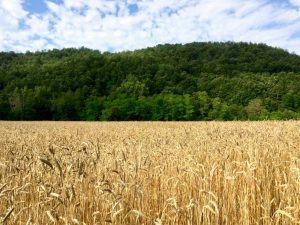 Un campo di grano