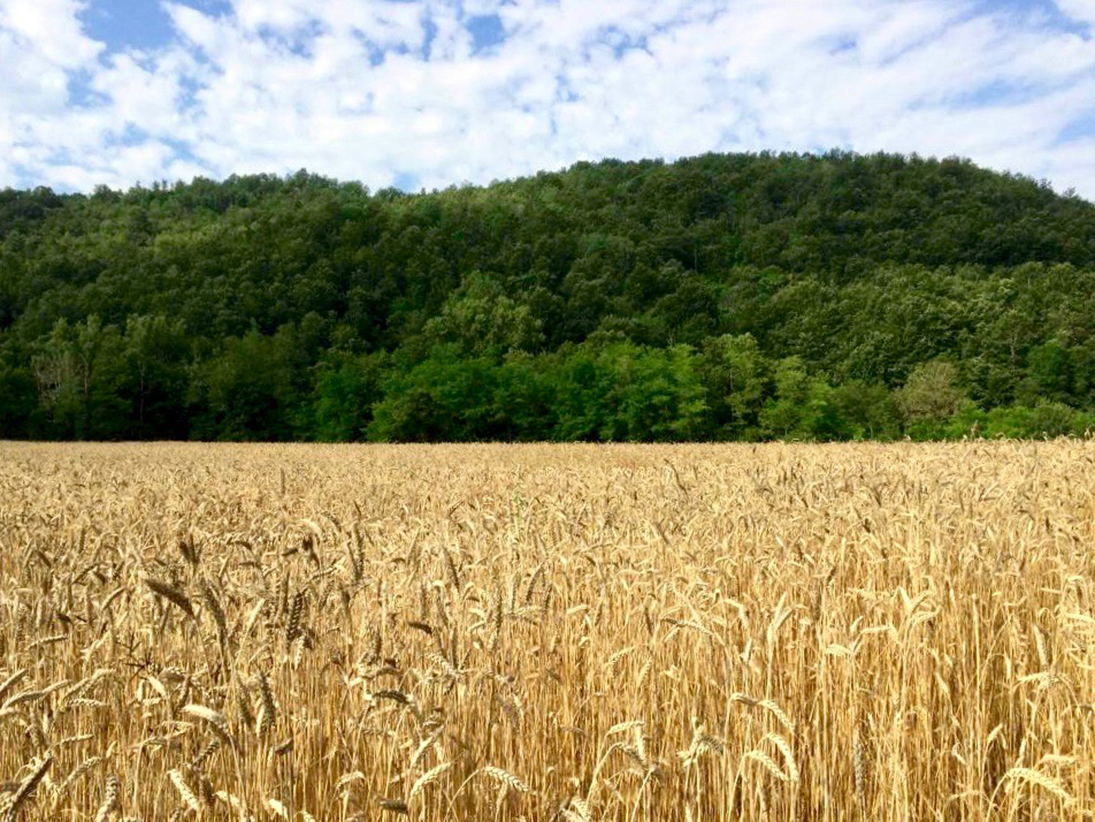 La Regione ha inserito il Grano 23 tra i prodotti da recuperare