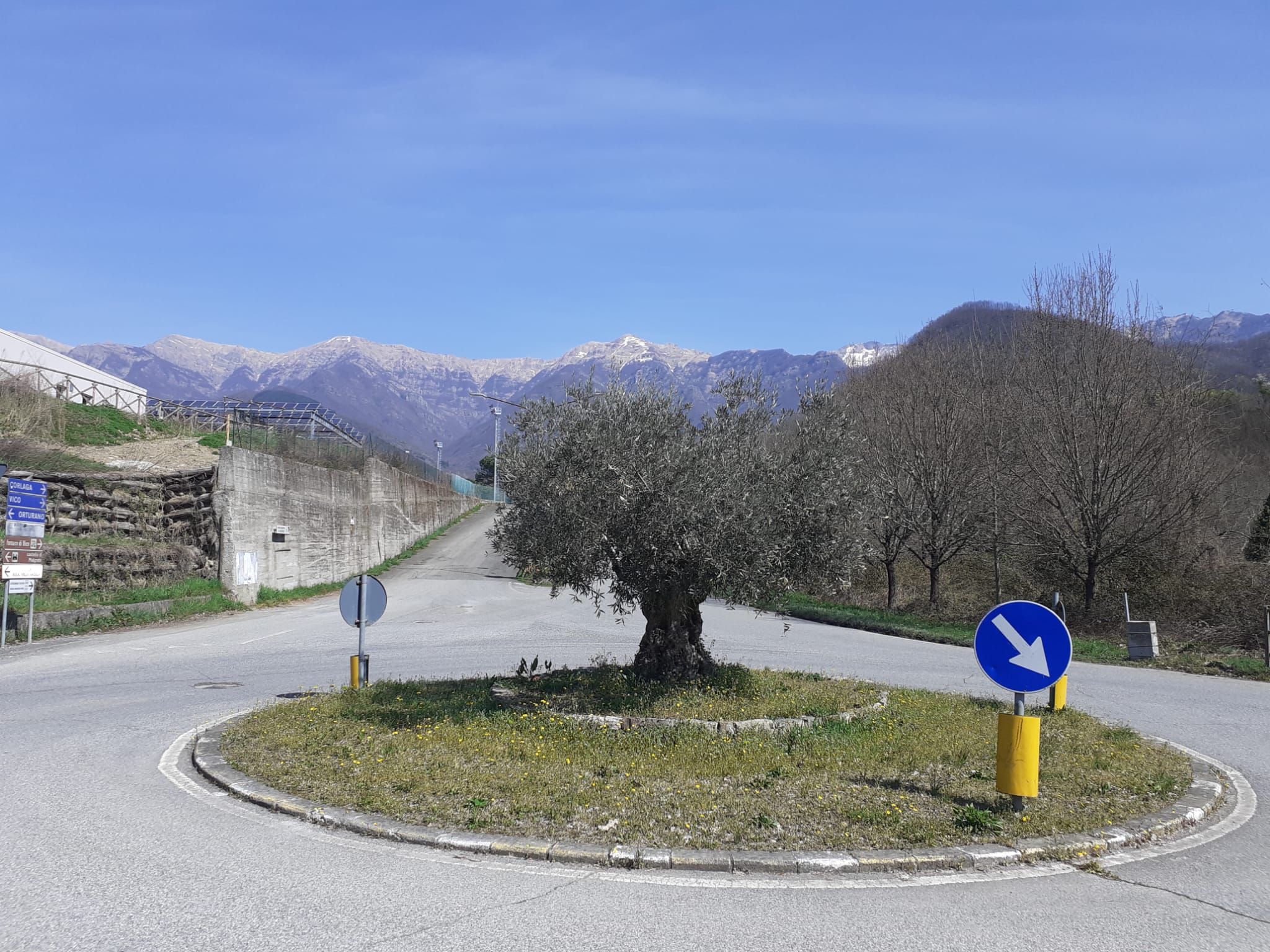Impreziosite dalla presenza di piante di olivo le rotonde di Bagnone Impreziosite dalla presenza di piante di olivo le rotonde di Bagnone