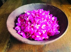 I petali della rosa centipholia