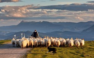 Un gregge parte per la transumanza