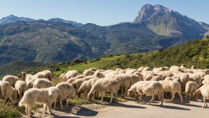 Un gregge in partenza per la transumanza