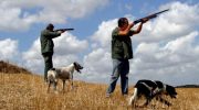 Peste suina: divieto di caccia in tutta la Provincia