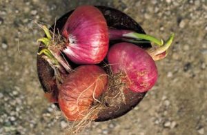 La cipolla di Terceretoli