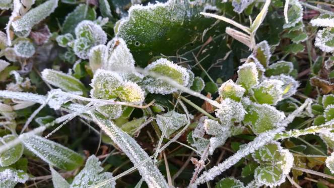 Inverno caldo e rischio gelate preoccupano gli agricoltori locali Inverno caldo e rischio gelate preoccupano gli agricoltori locali