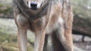 In Lunigiana il lupo è tornato  ad essere una presenza radicata