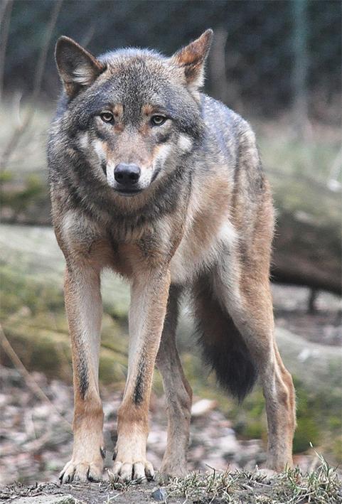 In Lunigiana il lupo è tornato ad essere una presenza radicata In Lunigiana il lupo è tornato ad essere una presenza radicata