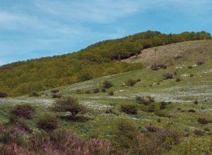 In Logarghena il bosco avanza e i prati si coprono di cespugli e rovi