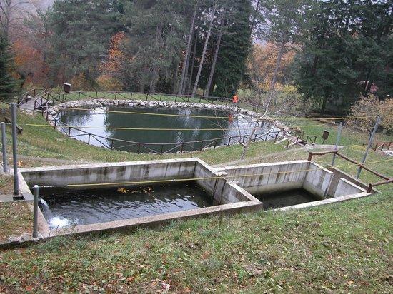 Al Bioparco di Frignoli realizzato un allevamento di gamberi di fiume Al Bioparco di Frignoli realizzato un allevamento di gamberi di fiume