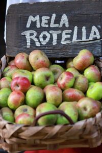 La mela rotella della Lunigiana