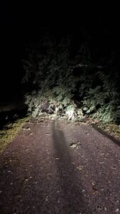 Una pianta caduta a causa del maltempo sulla strada per Careola a Pontremoli