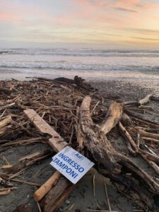 Un immagini dei detriti portati dal Magra sulla spiaggia di Marinella