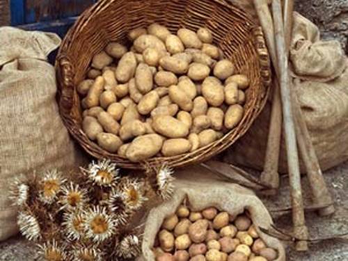 Un’annata difficile per la patata zerasca Un’annata difficile per la patata zerasca