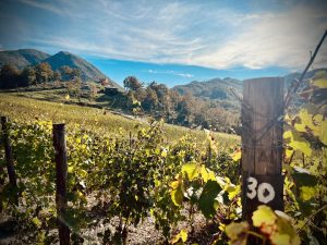 Uno scorcio dei vigneti della cantina del “Monastero dei Frati” a Monte dei Bianchi di Fivizzano 