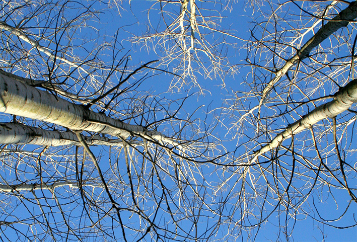 Eccola, la tramontana rediviva!