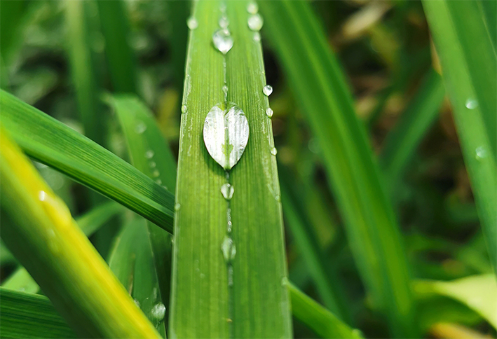 Aprile e maggio in connubio piovoso Aprile e maggio in connubio piovoso