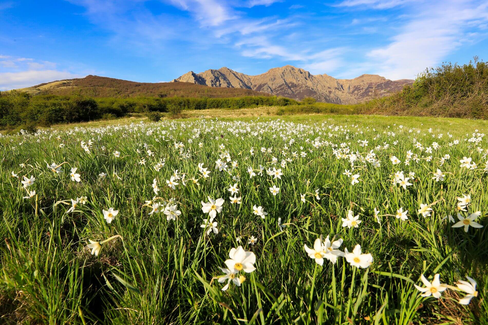 Meno pascoli più incendi. Un rischio che si corre anche in Lunigiana