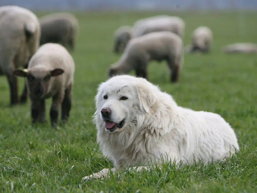 Zeri aderisce al progetto “Cani da Protezione del Bestiame”