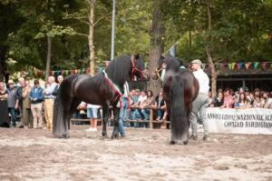 Adelano: i campioni nazionali della razza Bardigiana