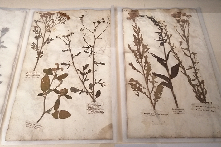 “Hortus Siccus” : una perla del ‘700 da salvaguardare e da valorizzare