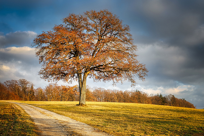 La ‘merla’ di fine gennaio non ha da temere