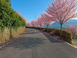 Un rendering fornito dai rappresentanti della minoranza che ipotizza come potrebbe essere riqualificata l'area di ingresso al bordo di Filattiera